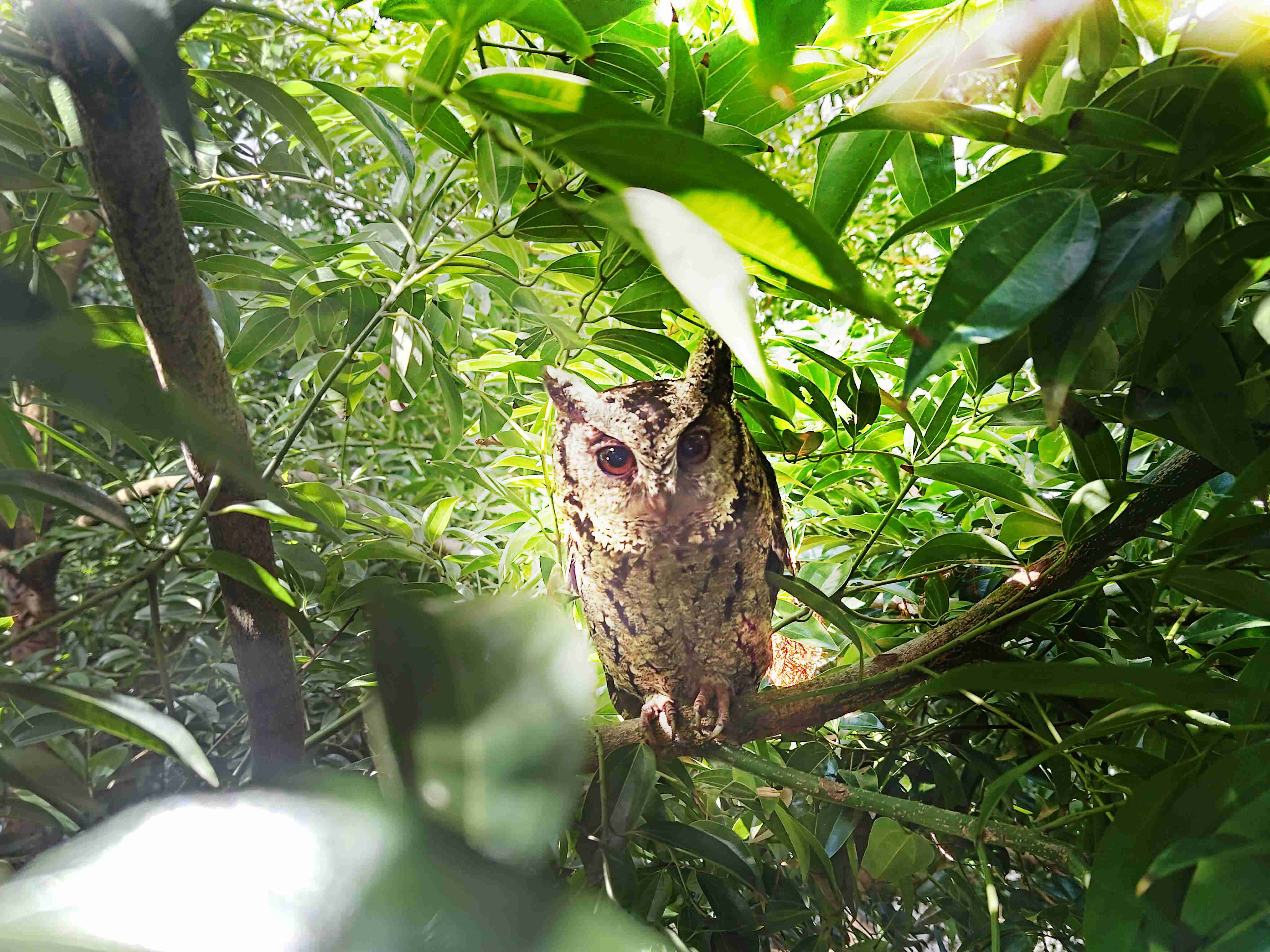 巨星国际致力提倡净零绿生活，，16年以来在全球各厂区植树逾百万棵，，，造就各厂区树木蔚然成林，，，犹如森林工厂，，，，成为许多生物的栖息地